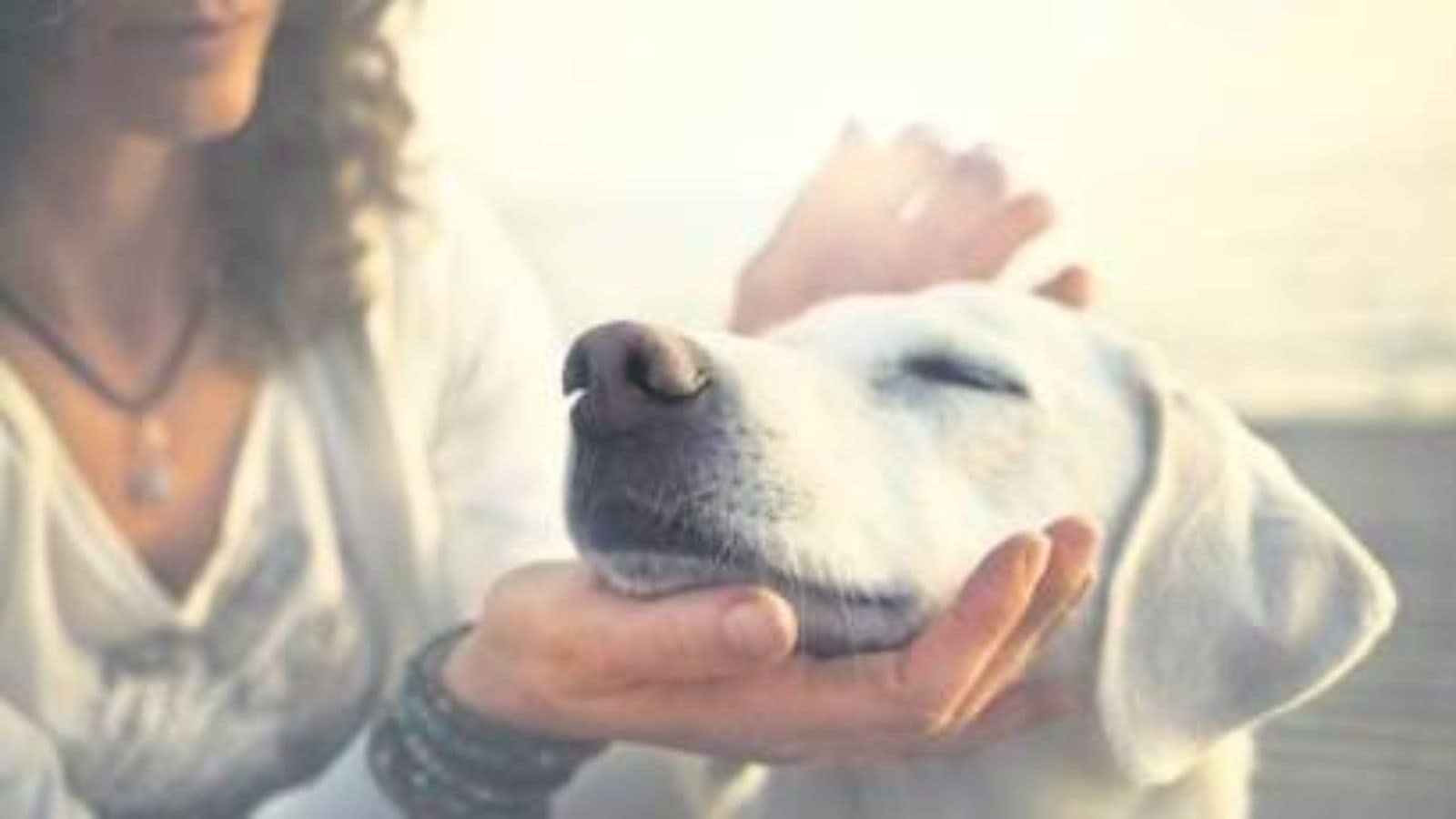 Transporting Pets In Mumbai With Uber: A Simple How-To Transporting Pets In Mumbai With Uber: A Simple How-To