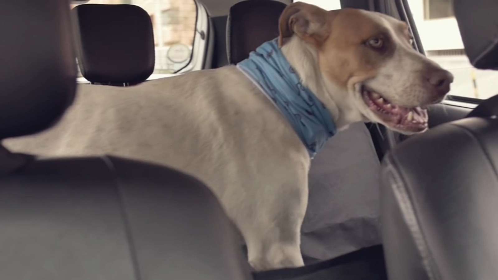Uber Pet: Delhi And Mumbai Get New Pet Transportation Options Uber Pet: Delhi And Mumbai Get New Pet Transportation Options