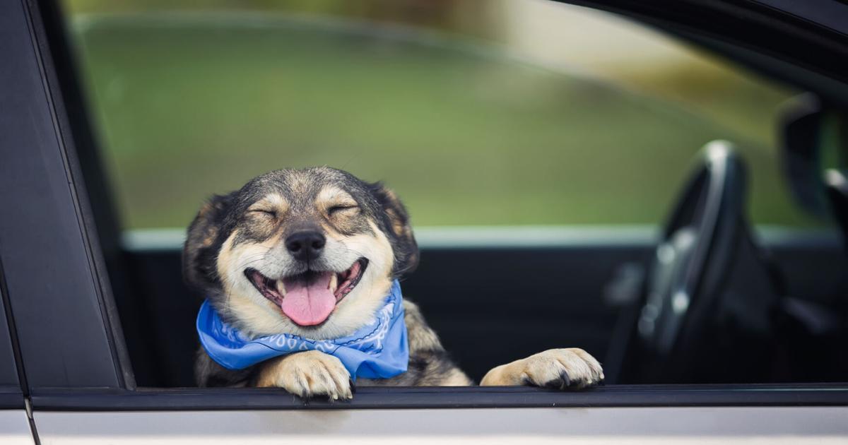 Uber Pet Service Now Available In Delhi And Mumbai Uber Pet Service Now Available In Delhi And Mumbai