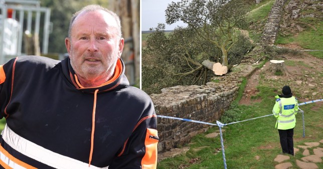 UK's Sycamore Gap Tree: Two Men Sentenced For Illegal Felling UK's Sycamore Gap Tree: Two Men Sentenced For Illegal Felling