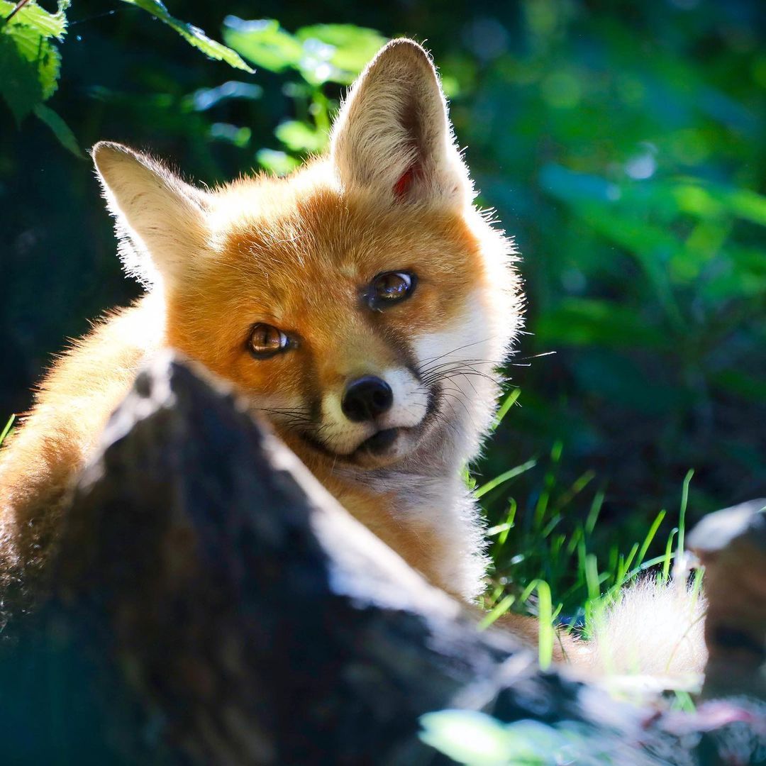 Ultimate Winterwatch Checklist: Equipment, Locations & Species Ultimate Winterwatch Checklist: Equipment, Locations & Species