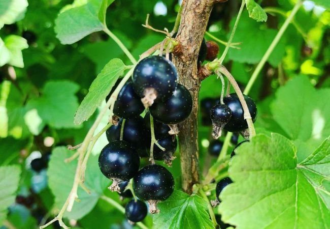 Understanding Cassis Blackcurrant: Cultivation, Harvesting, And Processing Understanding Cassis Blackcurrant: Cultivation, Harvesting, And Processing