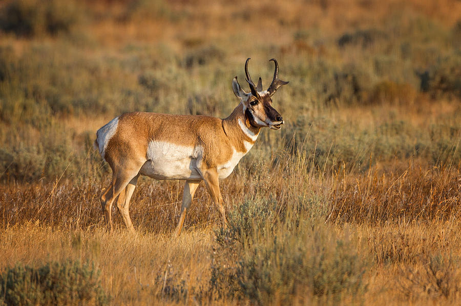 University Of Wyoming Releases Documentary On Pronghorn Winter Recovery University Of Wyoming Releases Documentary On Pronghorn Winter Recovery