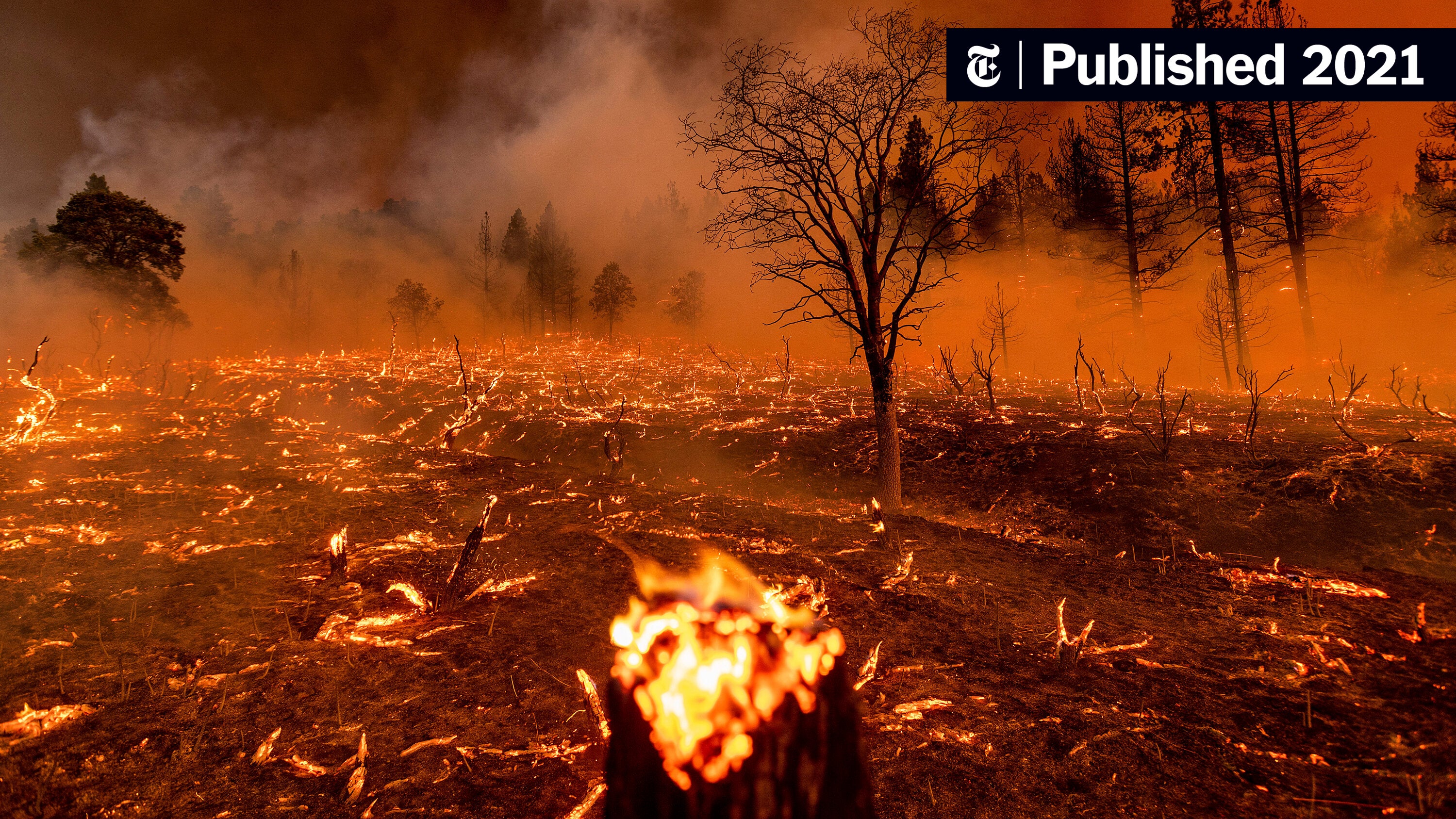 Unprecedented Global Forest Destruction: The Role Of Wildfires Unprecedented Global Forest Destruction: The Role Of Wildfires