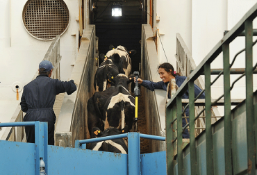 Uruguay Apuesta Por Regalo Inusual Para Expandir Exportaciones Ganaderas A China Uruguay Apuesta Por Regalo Inusual Para Expandir Exportaciones Ganaderas A China