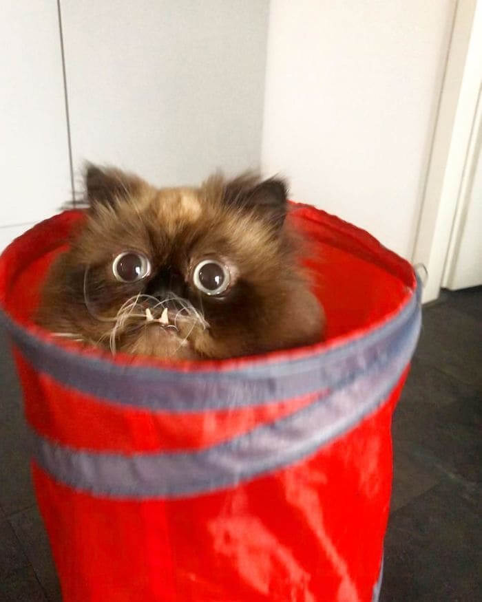 Viral Cat Posts Cause Stir Among Kashmir's Pet Owners Viral Cat Posts Cause Stir Among Kashmir's Pet Owners