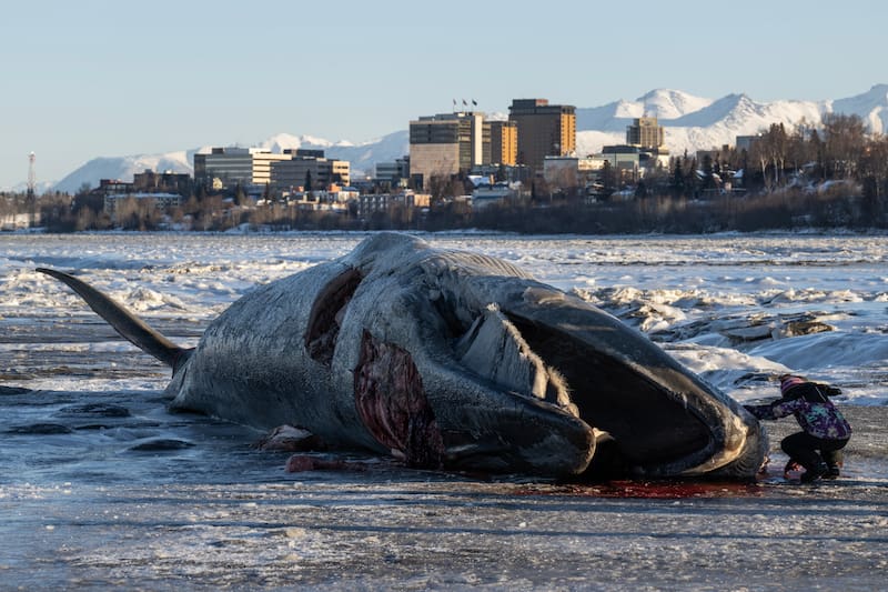 Warming Weather And Soft Mudflats Hinder Anchorage Fin Whale Recovery Warming Weather And Soft Mudflats Hinder Anchorage Fin Whale Recovery