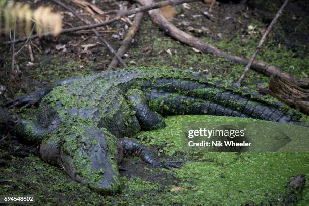 What Lies Beneath: Filming Alligators In Florida Springs What Lies Beneath: Filming Alligators In Florida Springs