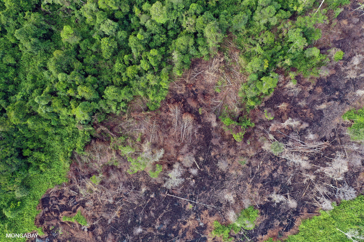 Wildfires Drive Record-Breaking Global Forest Loss Wildfires Drive Record-Breaking Global Forest Loss