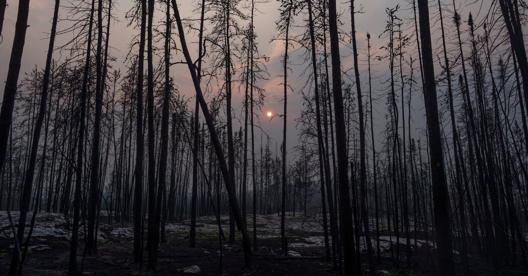 Wildfires Intensify: Global Forest Loss Surpasses Previous Records Wildfires Intensify: Global Forest Loss Surpasses Previous Records
