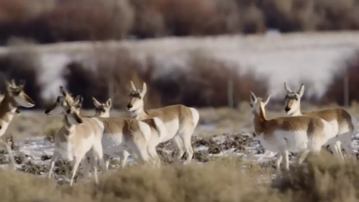 Witnessing Resilience: A New Documentary On Pronghorn And The People Who Saved Them Witnessing Resilience: A New Documentary On Pronghorn And The People Who Saved Them