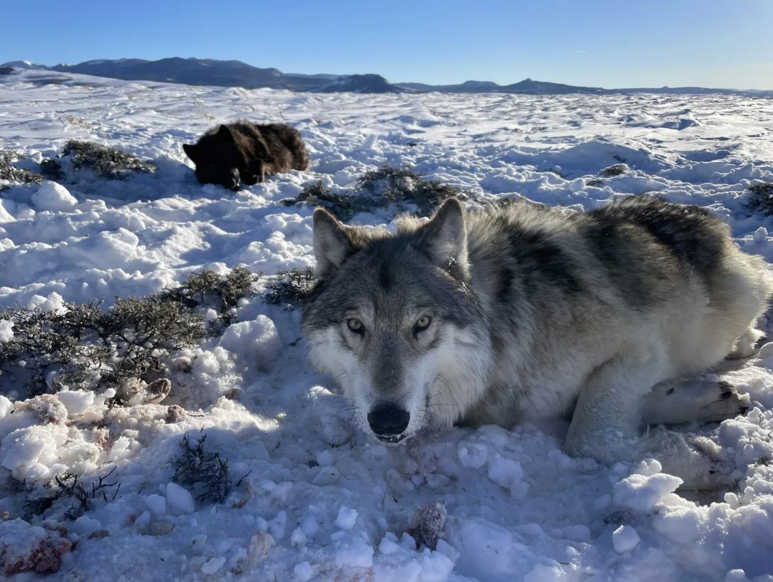 Wyoming Reports Death Of Second Colorado Gray Wolf Wyoming Reports Death Of Second Colorado Gray Wolf